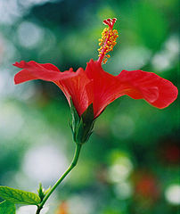 фото "Postcard  for  you  -  2"