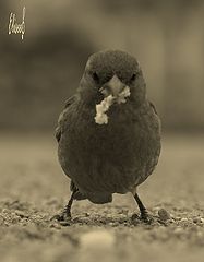 фото "Wozzup?!"