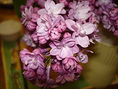photo "***"