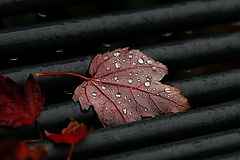 фото "autumn"