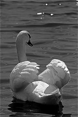 photo "The sacred bird"