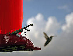 photo "I'll teach you how to fly!"