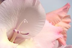 фото "*"