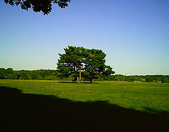 photo "***"