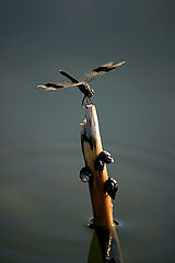 photo "Dragonfly"