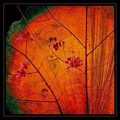photo "***"