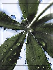 photo "***"