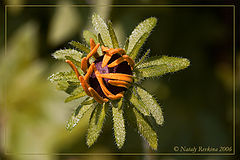 photo "A flower"