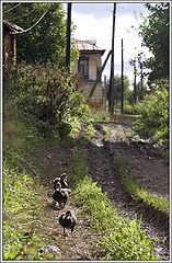 photo "Rural street"