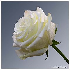 photo "***"