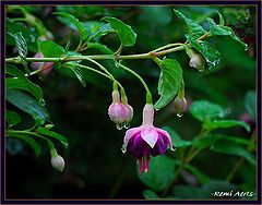 фото "fresh flower"