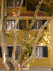 photo "Town trees"