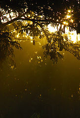 photo "Mistirious Forest"