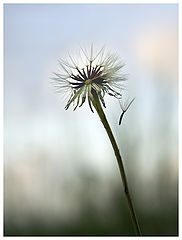 photo "dandelion"