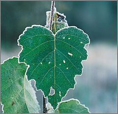 photo "First cold"