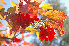 photo "***"
