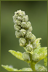 photo "A mallow"