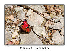 photo "Peacock Butterfly (2)"