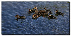 photo "Mother and sons - To Luis Lima"