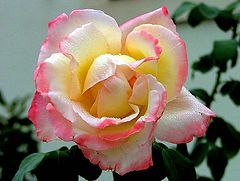 photo "One Rose"