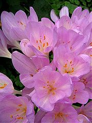 фото "Flower."