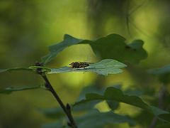 photo "Fly on the leaf"