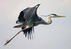 photo "flying"