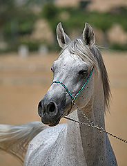 фото "Arabian Horse 1"