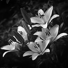 photo "*"