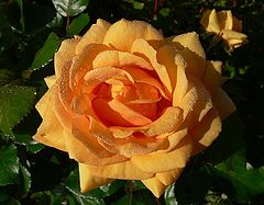 фото "Last rose of summer in the morning dew"