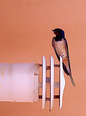 photo "Vecinos"
