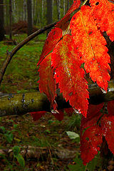 photo "Summer has gone"