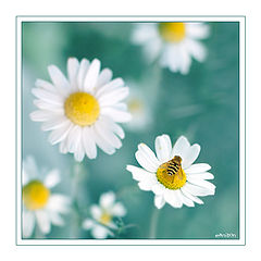 photo "***"