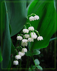 photo "Lily Of the valley"