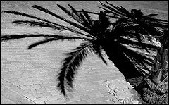фото "Palm-trees"