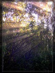 photo "***"