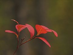 фото "Vaccinium uliginosum (in autumn colours)"