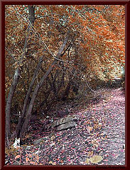фото "Colors of Autumn..."