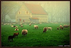 фото "misty morning"