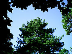 photo "***"