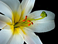 photo "***"