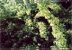 photo "***"