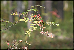 photo "***"