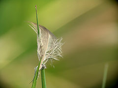 photo "***"