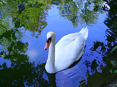 photo "That's my water palace..."