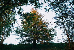 photo "***"