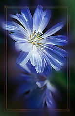 photo "***"
