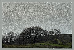 photo "Sea of silver"