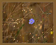 photo "***"