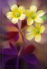 photo "***"